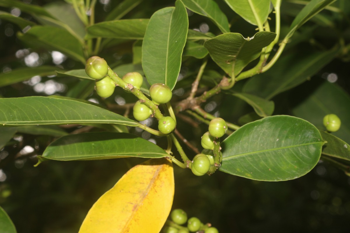 Sapium